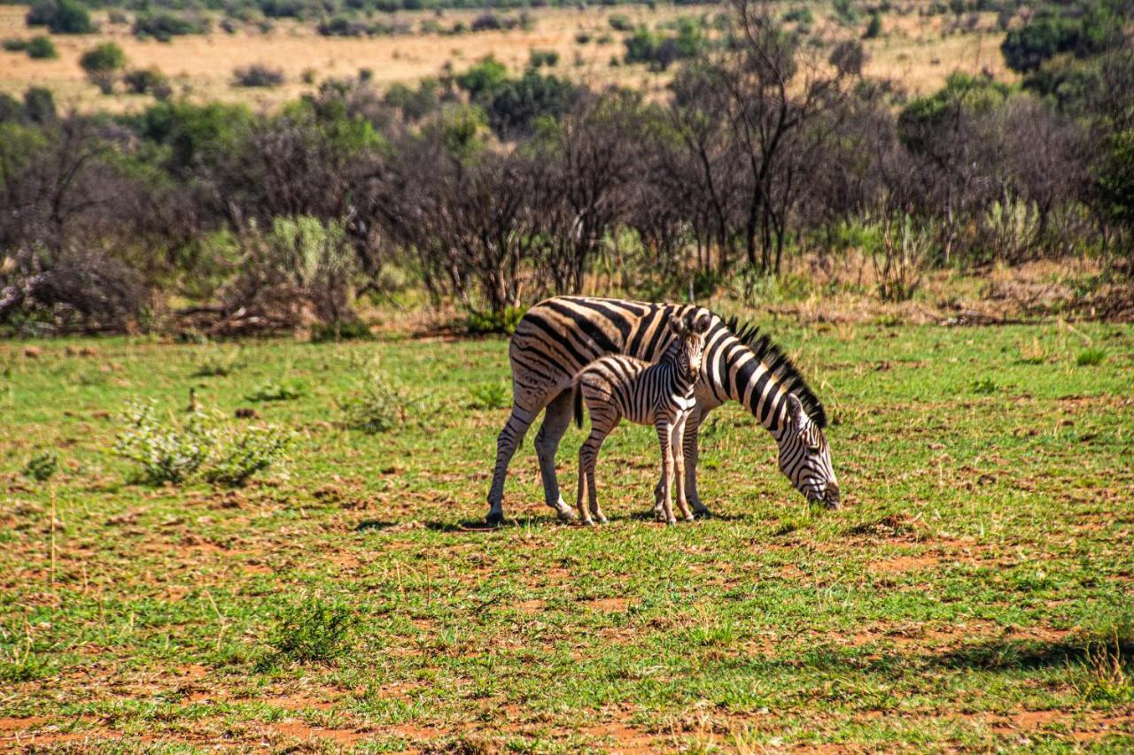 Tented Adventures Pilanesberg Ngoại thất bức ảnh