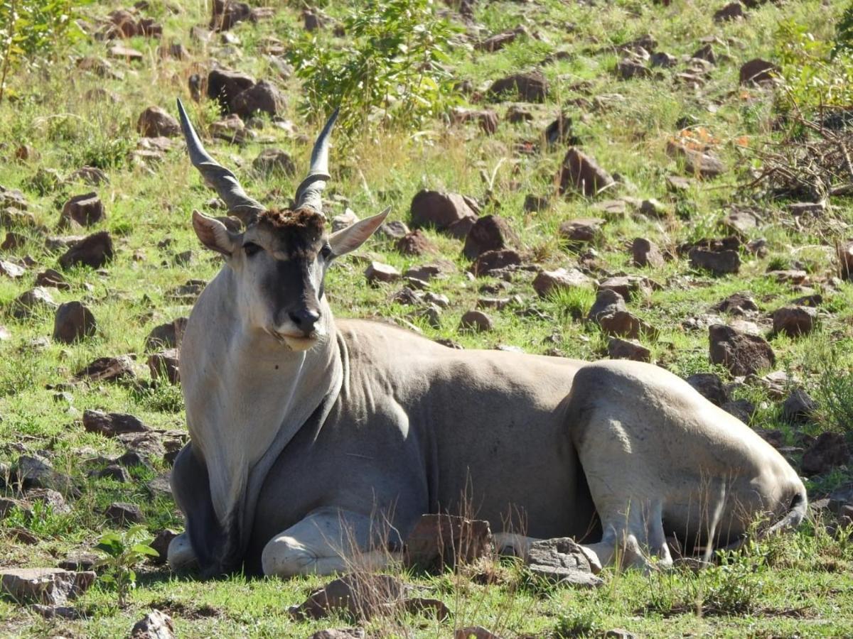 Tented Adventures Pilanesberg Ngoại thất bức ảnh